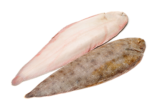 Sole langue Senegal calibre 600/800 - 10kg - prix au kilo