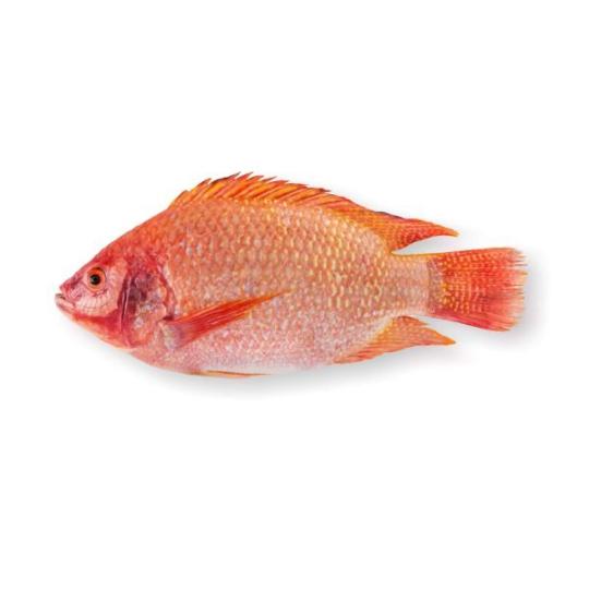 Tilapia rouge entier vidé ecaillé calibre 700/900 - 5kg - prix au kg
