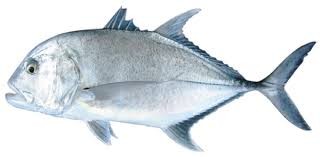 Carangue entière vidé ecaillé calibre 1/2kg Indonésie - 10kg - prix au kg